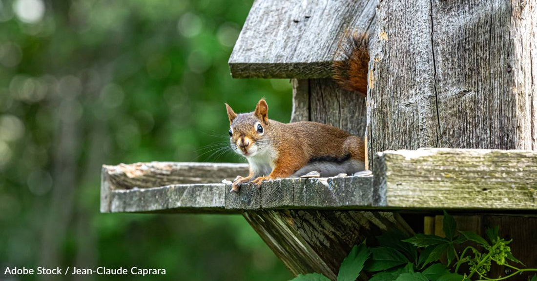 10 Reasons We Should All Appreciate Squirrels