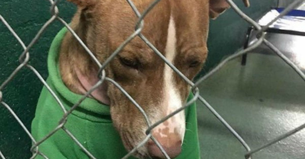 Shelter Dog Who’s Been Wearing A Christmas Sweater For Two Months Finally Gets A ‘Furever’ Home