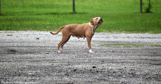 Rouge National Urban Park Officials Ask for the Public's Help with Abandoned Animals