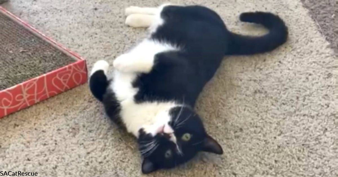 Wary Tuxedo Kitty Saved From Streets is Ready for a Forever Home