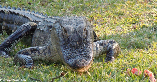 Gator Found in Brooklyn's Prospect Park Sent to Bronx Zoo for Rehab