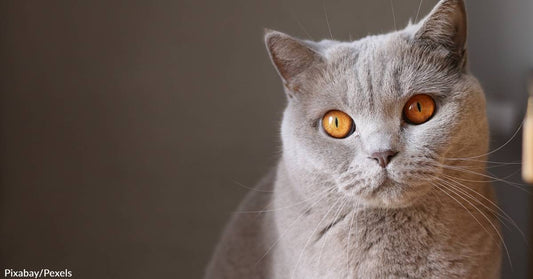 Not-So-Guilty Pleasure: Cat Videos &amp; Images Drive Positive Feelings in Humans