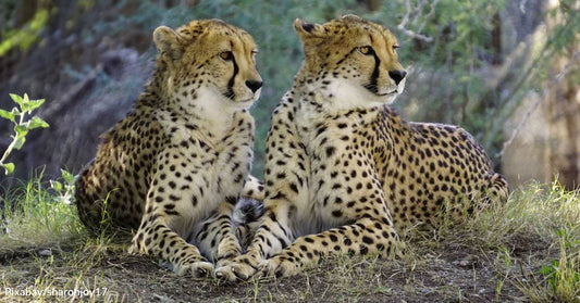 South Africa Reaches Deal with India on Cheetah Transfer