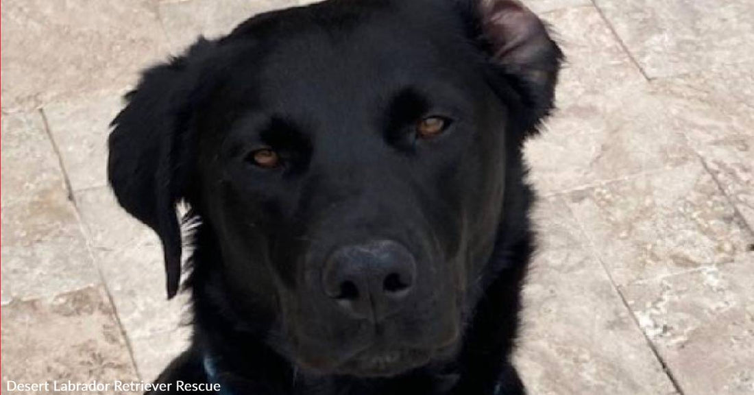 Adoptable Johnny is the Young Rescue Lab You've Been Waiting For