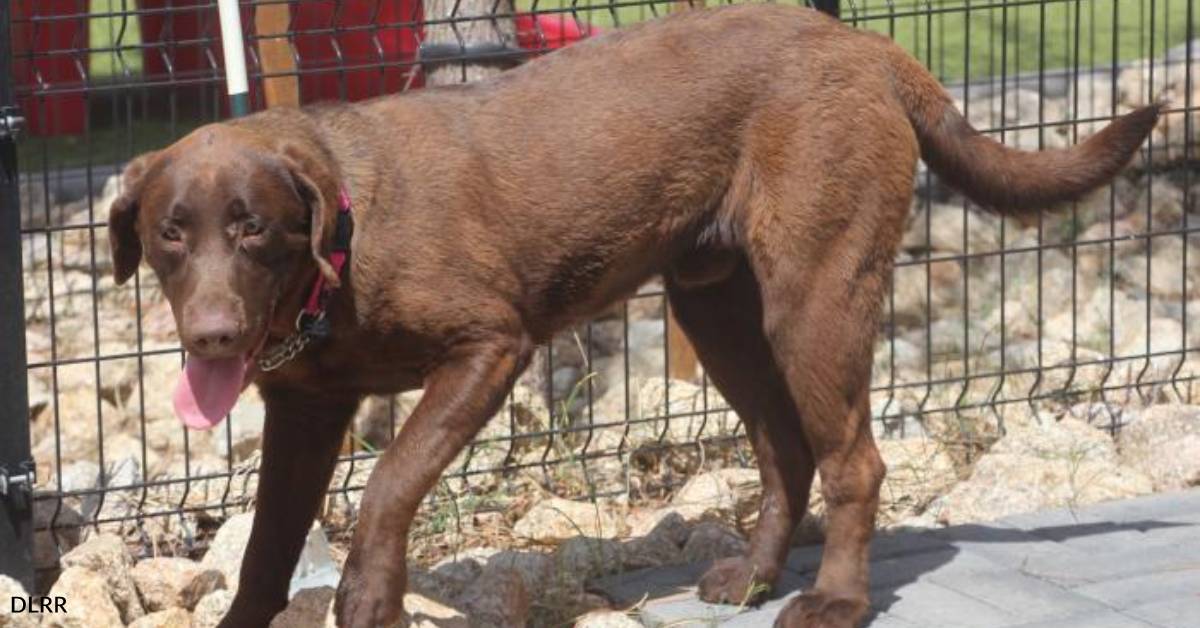 Chocolate Lab Reece Purebred Chocolate Lab Puppy Needs a Forever Home with Consistency ...