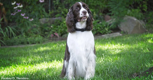 English Springer Spaniel Gets Gravy Gig Saving Great Crested Newts