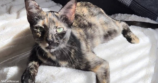 Gorgeous Tortoiseshell Cat Searching for Her Soulmate