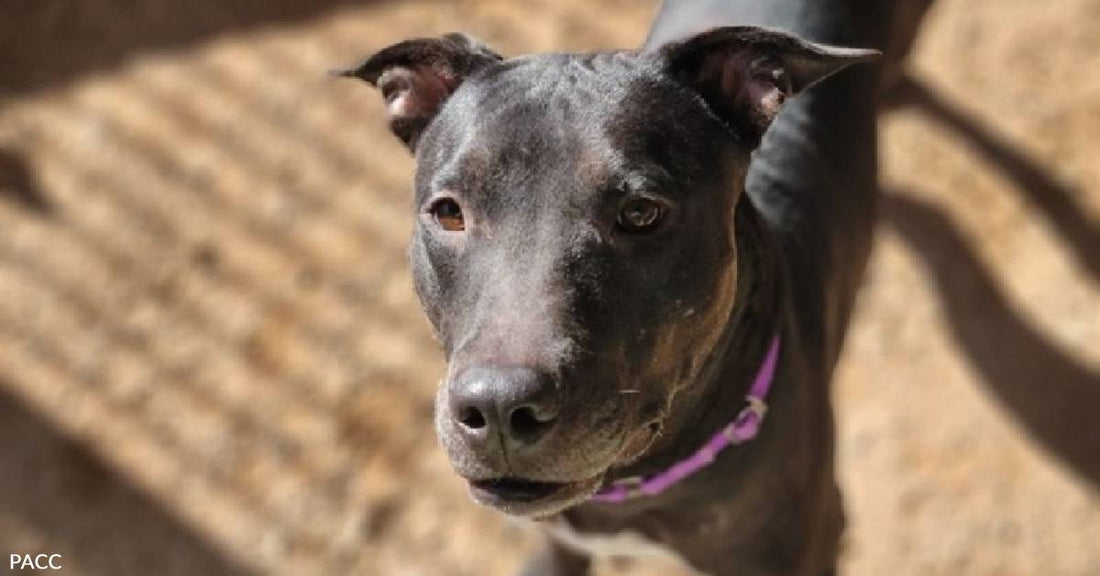 Shelter Pet Itchigo is "Itching" to Go Home