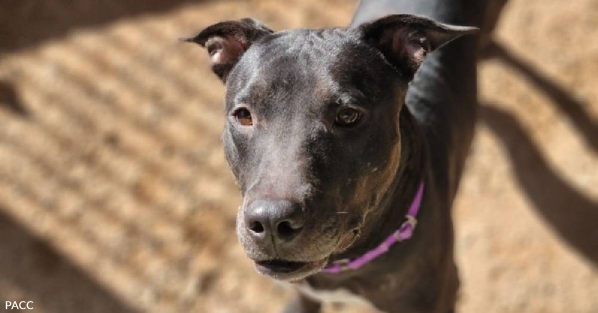 Shelter Pet Itchigo is 