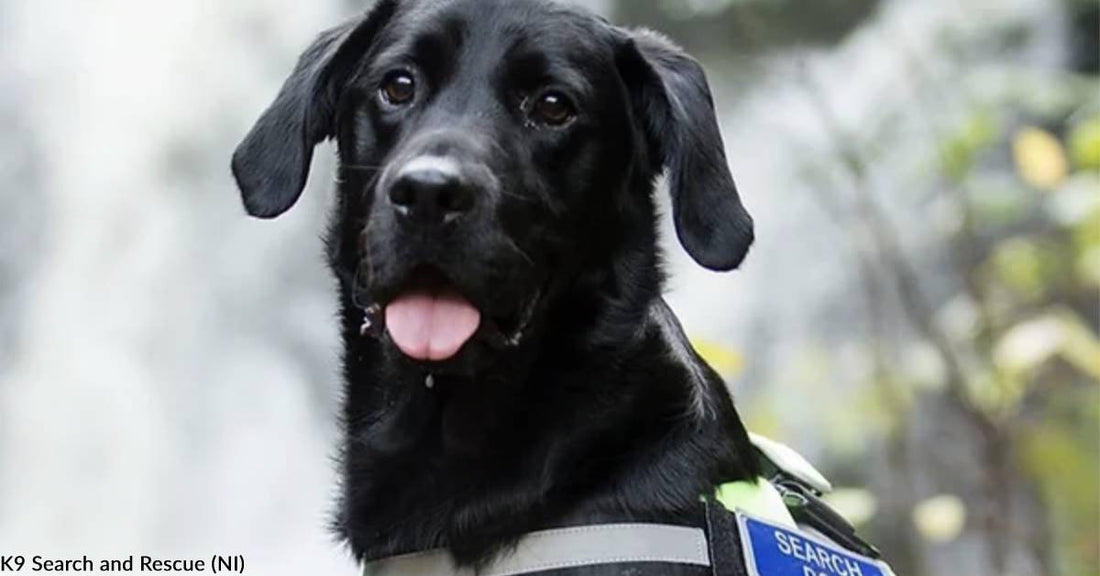 Search and Rescue Dogs in Northern Ireland Deploy to Turkey to Assist in Quake Efforts