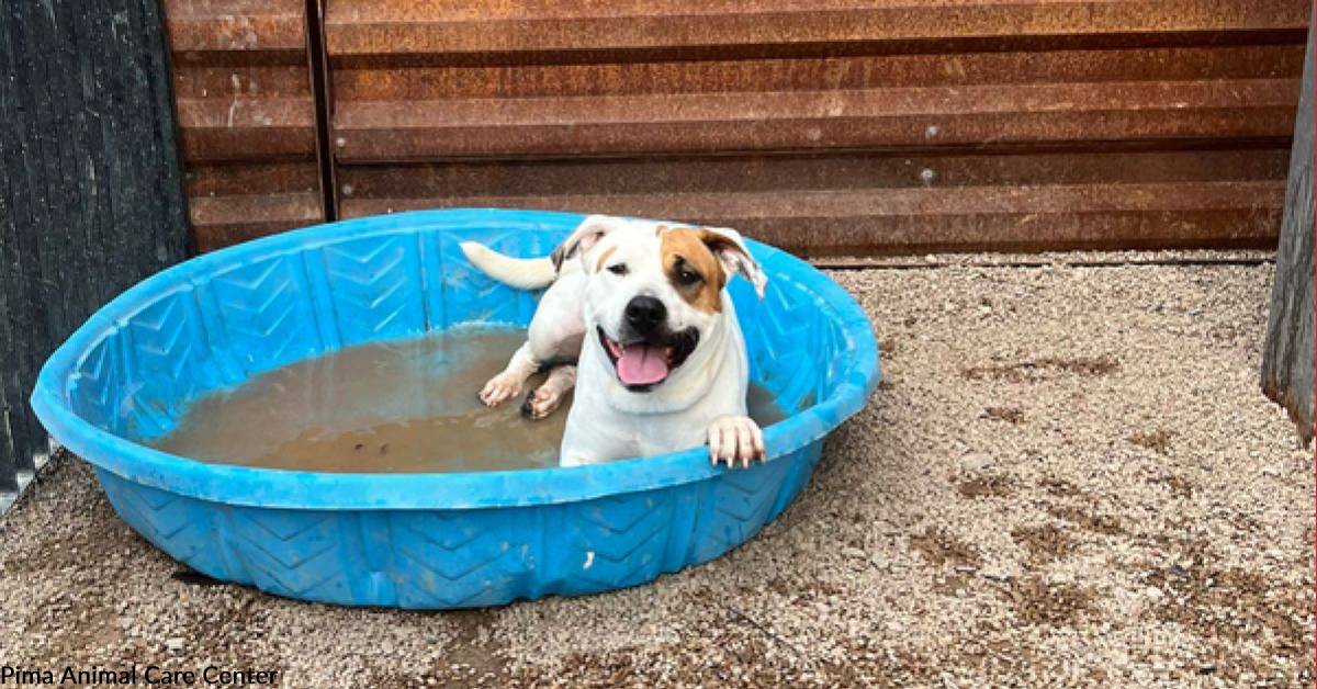 Lexsa Bathing Beauty Lexsa Can't Wait for Summer and Adoption | The Animal ...