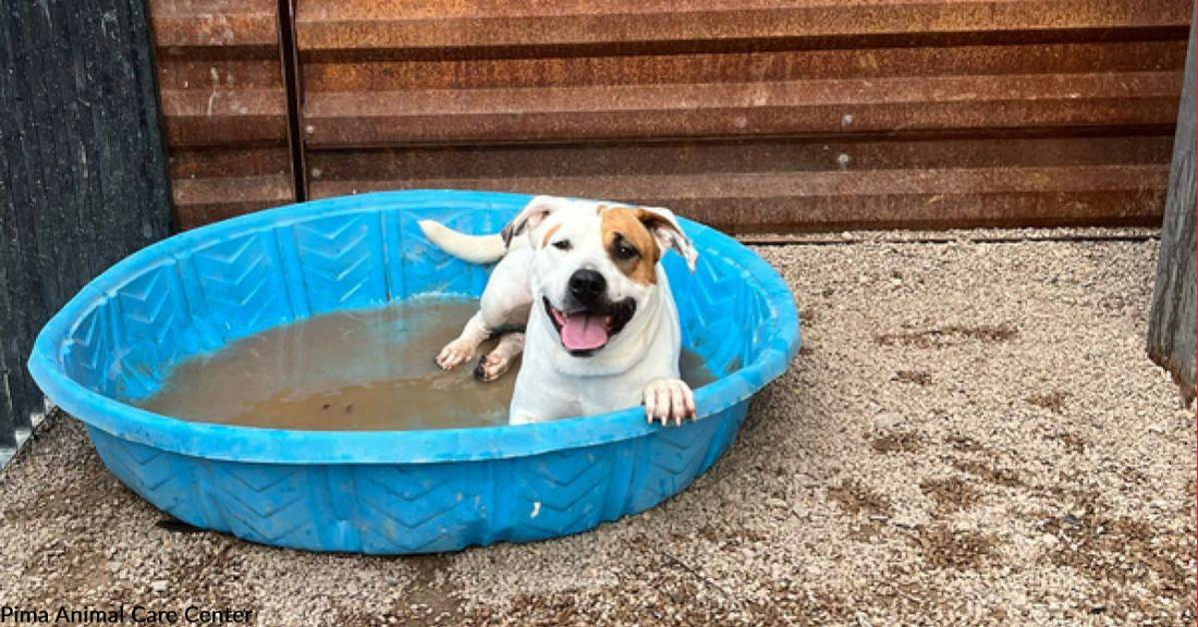 Bathing Beauty Lexsa Can't Wait for Summer and Adoption