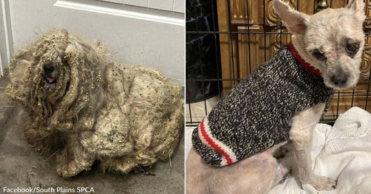 Rescue Dog in Texas Covered in 3lbs of Matted Fur &amp; Stickers Gets Second Chance at Life