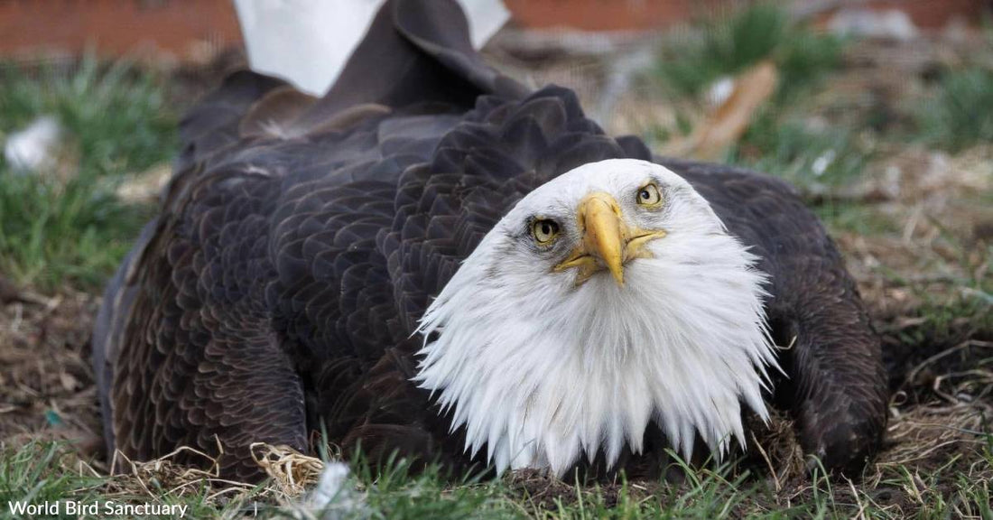 Murphy the Bald Eagle Has a Chick to Mentor After Trying to Hatch a Rock