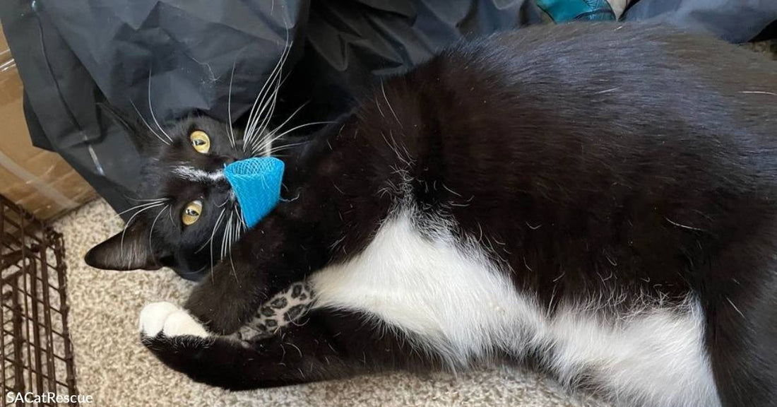 Rambunctious Tuxedo Kitty Can't Understand Why No One's Adopted Him Yet