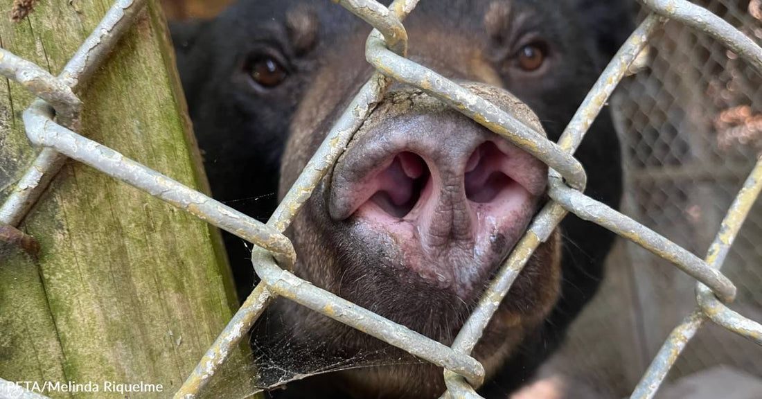 PETA Succeeds in Rescuing the Last 9 Animals Housed at South Carolina's Defunct Waccatee Zoo