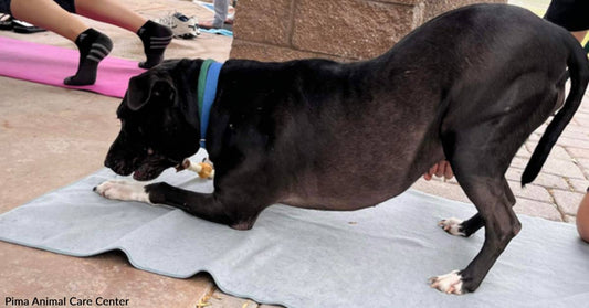 Yoga Pup Searching for Forever Home Has Downward-Facing Dog Nailed!