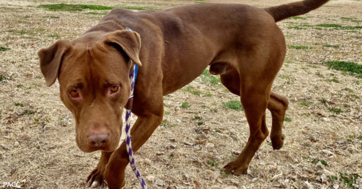 Cuddly Chocolate Pibble, Rocky, is Through Roughing it if You Can Help ...