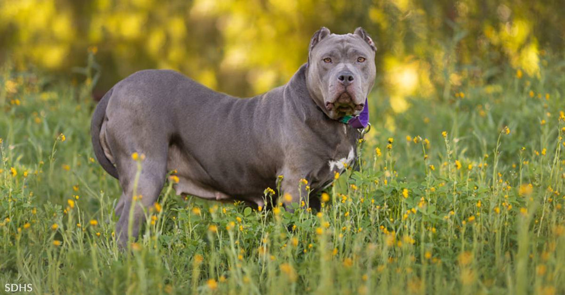 Velvet Land Hippo "Rose" Needs an Understanding Forever Home