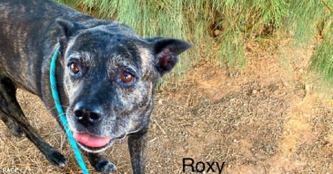 You'll Be Smitten with This Roxy Lady!