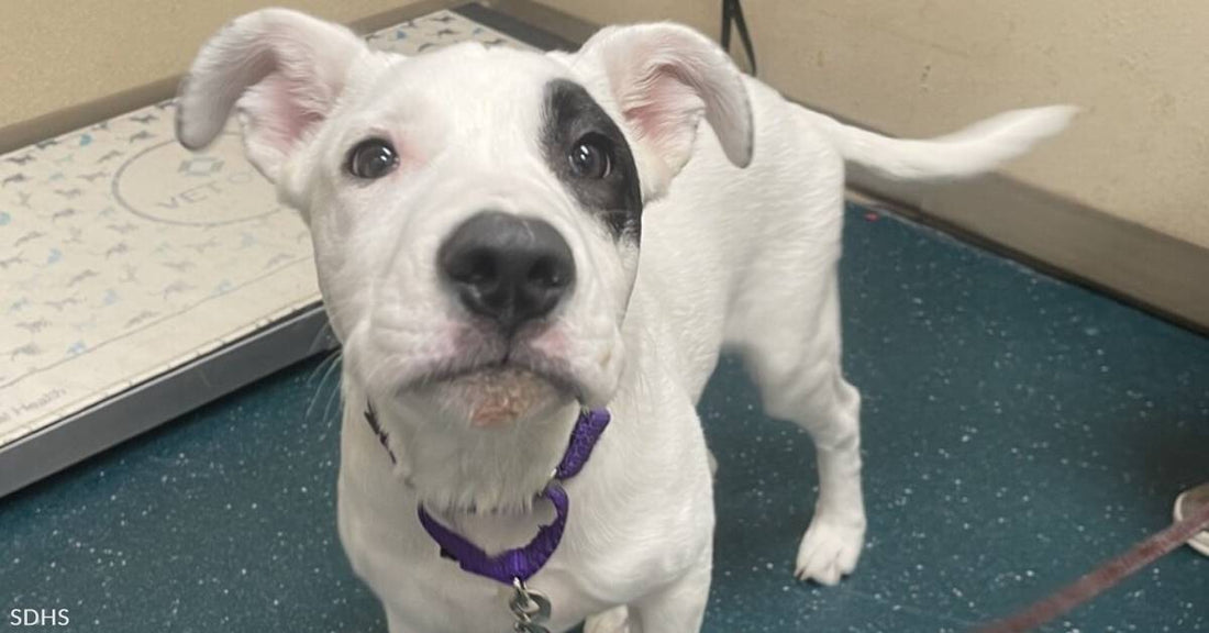 American Pit Bull Terrier Puppy, Spotify, Needs a Forever Home to Heal In