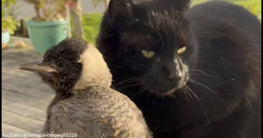 The Story of Swoop and Mowgli: How a Magpie and a Cat Became Fast Friends