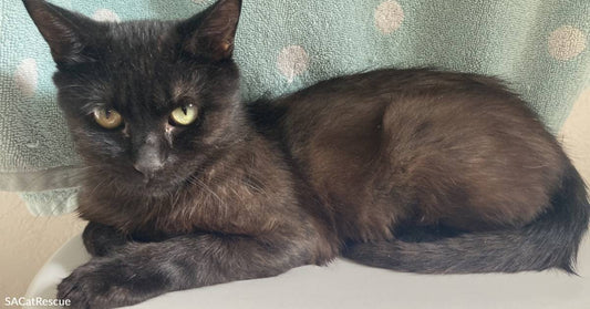 Young, Malnourished Street Kitty that Got a Chance at Indoor Life is Sold on the Idea Now