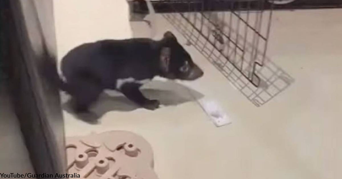 Tasmanian Devil Follows Golden Retriever Inside, Startles Woman Who Thought it Was a Dog Toy