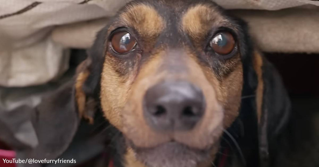 Frightened Dog Abandoned On The Streets Of Ukraine Refuses to Leave Cardboard Box