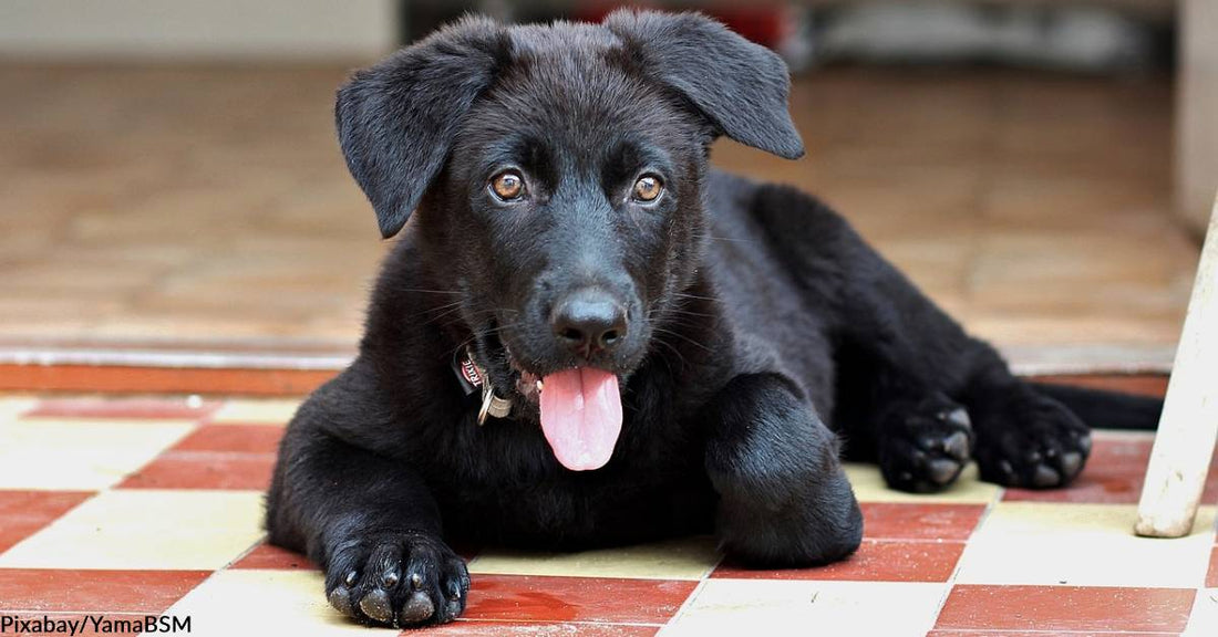 Puppy Abandoned at SFO Airport Gets Happy Ending When Pilot Steps Up to Adopt Him