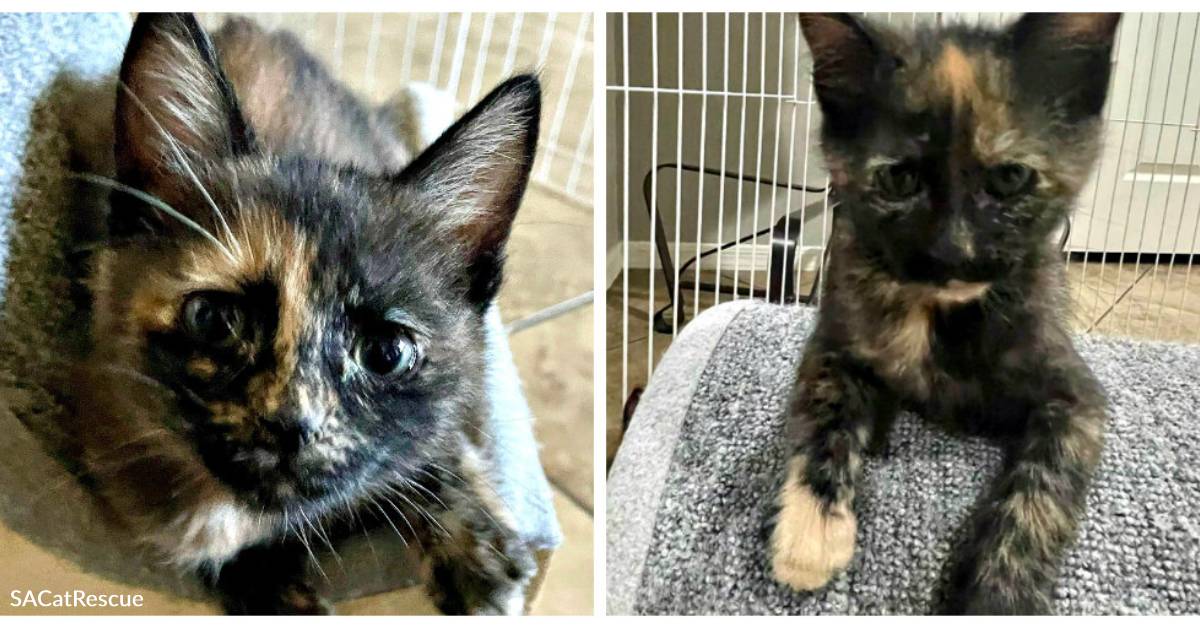 Rescue Kittens Reeces and Snickers are Sweet as Candy but Better for ...