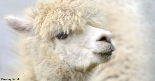 Two Alpacas Cruising Through the Drive-Thru of a Raising Cane's Captured on TikTok