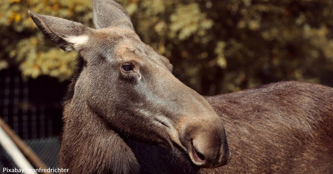 An Angry Moose Chased a Bear Into a Glass Window as it Frantically Tried to Escape Pursuit