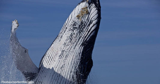 Gray Whale in Mexico Pauses for Beauty Treatment, Gets Hitchhikers Removed by Boat Captain Off Baja Peninsula