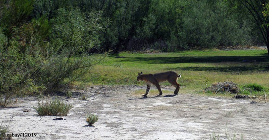 Second North American Sighting of a Black Bobcat in Two Years Unrelated to First