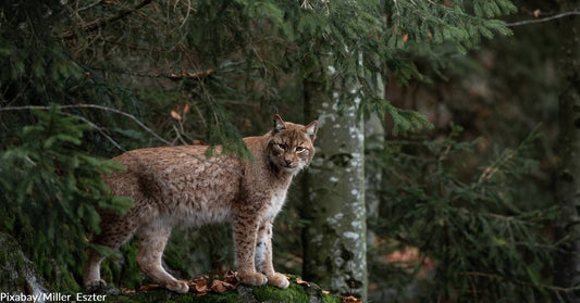 Connecticut Man Fends Off Bobcat Attack with Crutches