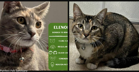 Bonded Cuties Irwen and Elenor are a Sweet Pair to Draw to — Adopt Them Now!