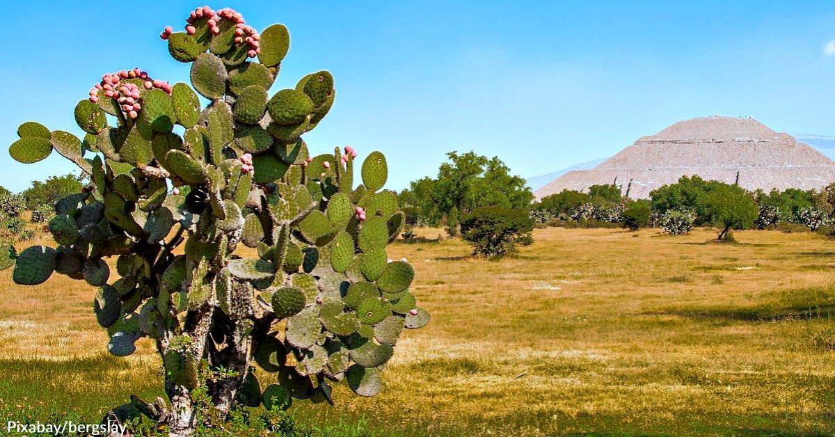 Ancient Peoples in Mexico Used Prickly Pear Cactus to Build Pyramids ...