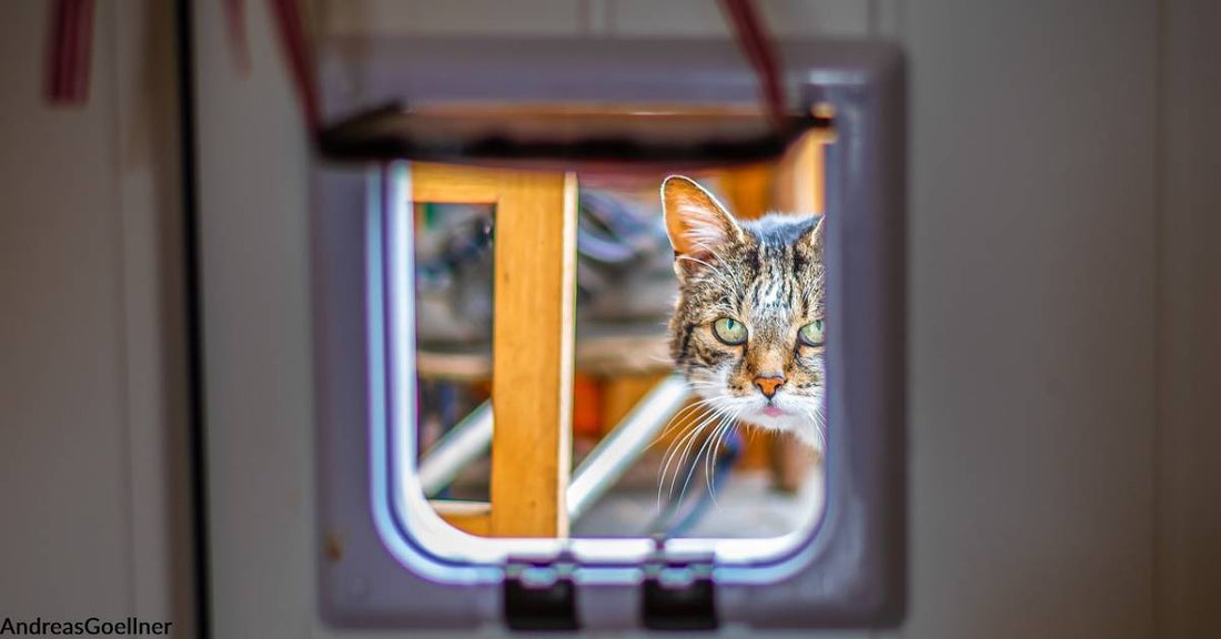 The History of the Cat Flap is Not Necessarily What You'd Think