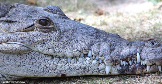 Crocodile in Costa Rican Zoo Impregnated Itself, a First Ever Recorded