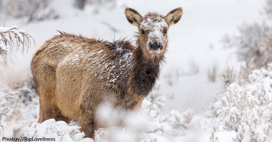 Are Yew Plants Killing Elk in Utah?