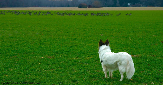 Got Pesky Avians? Get Yourself Some Goose Busters!