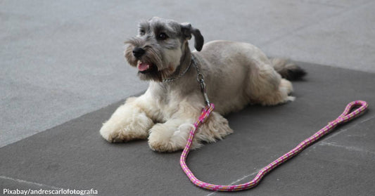 Return Rates of Shelter Dogs Plunge When Training is Provided with Adoptions