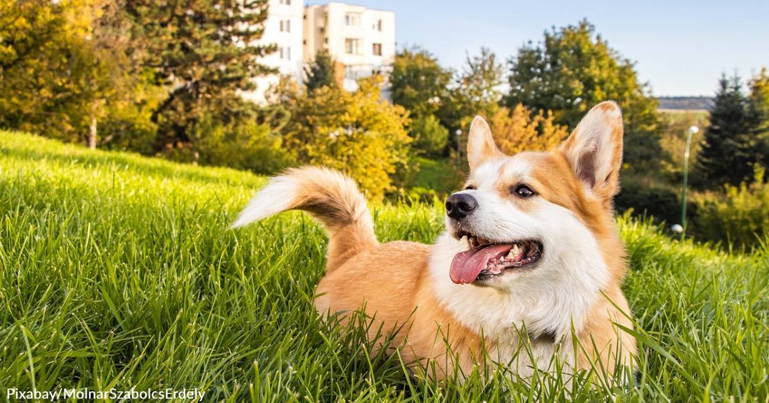 Michigan's Ferris State University is Allowing Pets to Live with Students in Cramer Hall