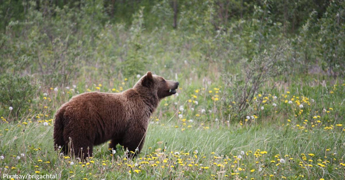 U.S. Fish &amp; Wildlife Service Looking into Removing Grizzlies from Endangered Species List in 2 States