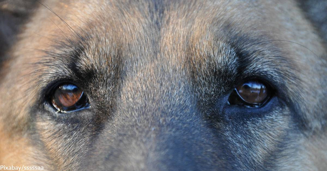 CVS and Other Merchants in NYC Turn to Dogs to Stop Shoplifters