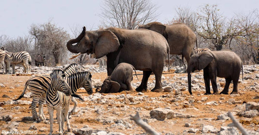 Study Finds Mammals Living in Groups Have Longer Lifespans