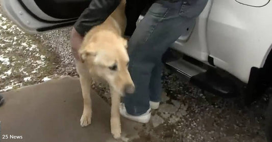 A Retriever-Shepherd Mix Was Found 4 Weeks Later and 62 Miles Away After Disappearing During Barn Fire