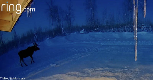 Rare Display of Moose in Alaska Shedding Antlers, Video Goes Viral