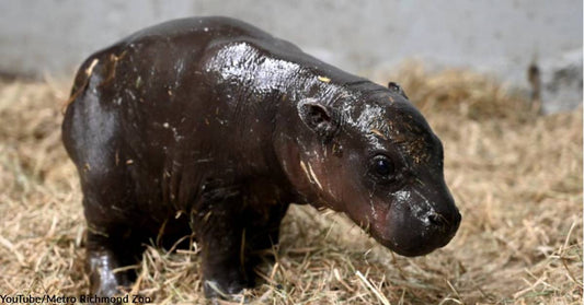 Insanely Cute Pygmy Hippo Baby Born at Virginia Zoo Takes First Tiny Steps